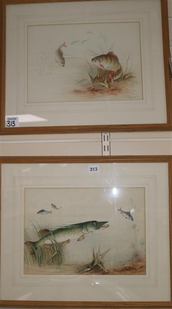 T. Simpson (20th century) Study of a perch and another of a pike 26 x 36cm